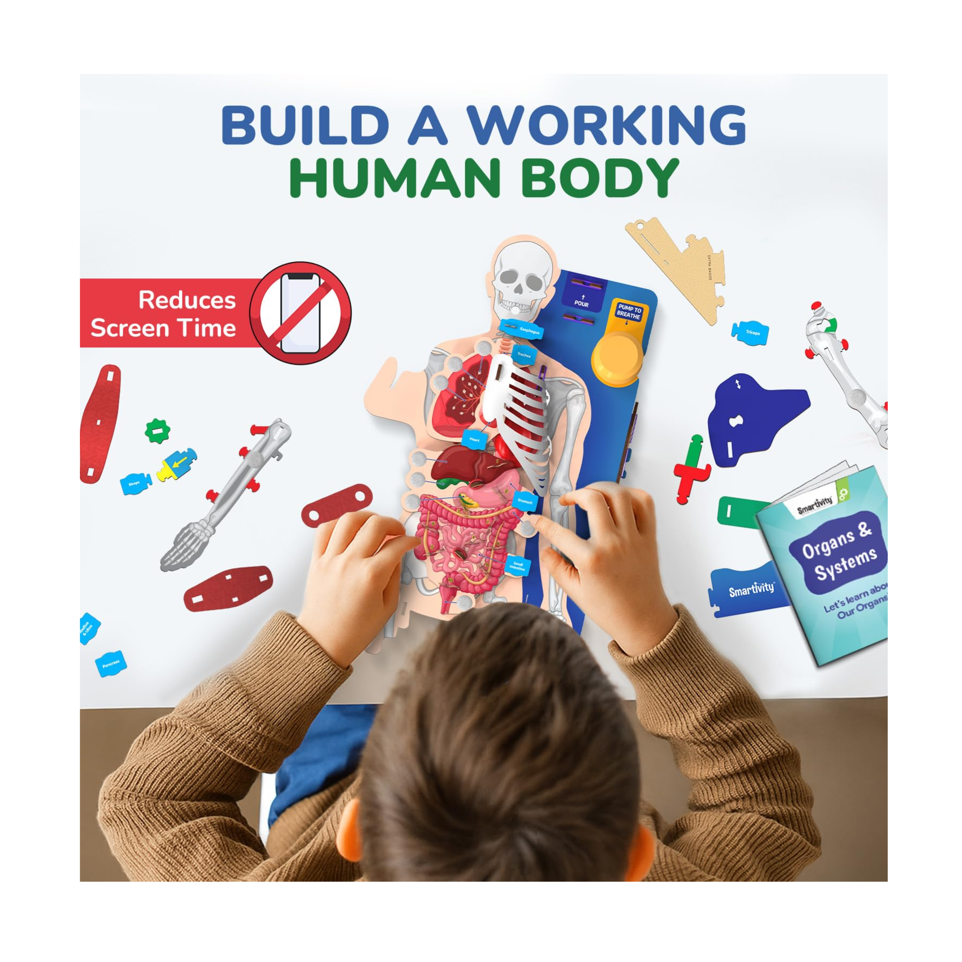 Smartivity Interactive Human Body Model for Kids 8-14 Years I Dynamic Body Parts & Organs + Learning Booklet |Educational Toy