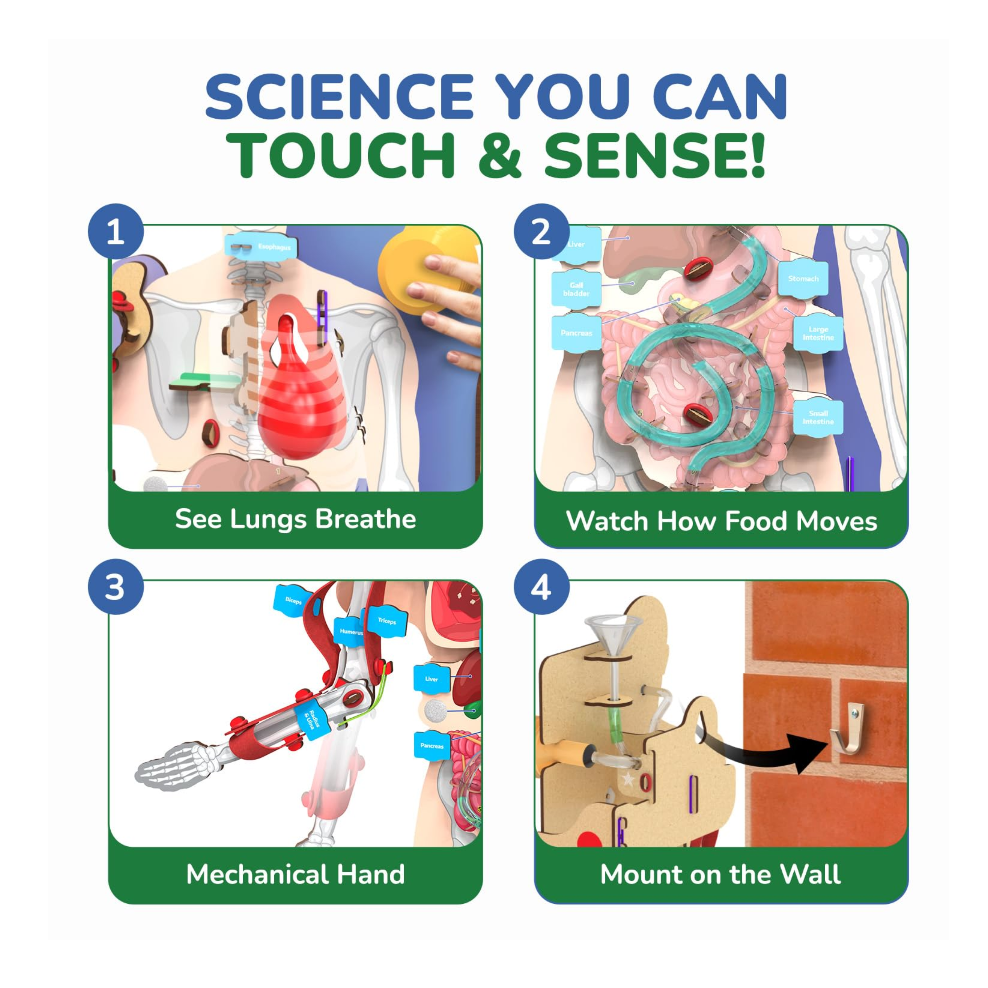 Smartivity Interactive Human Body Model for Kids 8-14 Years I Dynamic Body Parts & Organs + Learning Booklet |Educational Toy