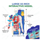 Smartivity Interactive Human Body Model for Kids 8-14 Years I Dynamic Body Parts & Organs + Learning Booklet |Educational Toy